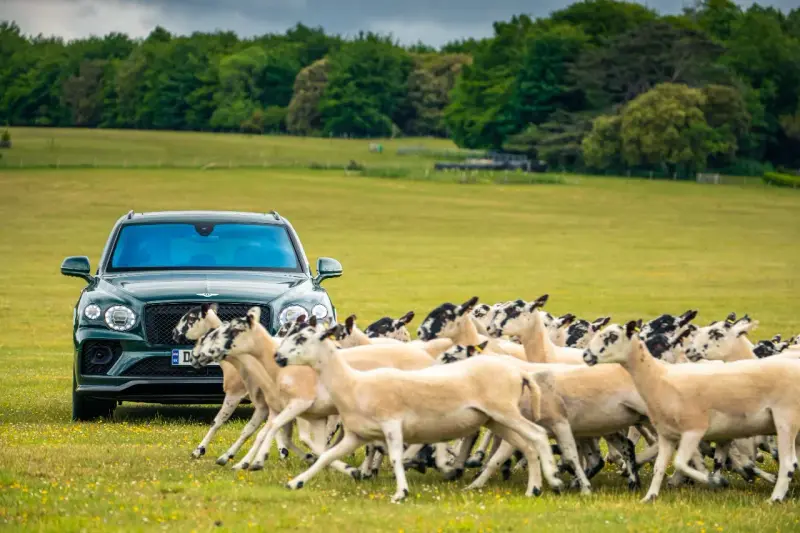 克鲁，2023年5月11日 宾利品牌将成为犬类专属节日Goodwoof的独家汽车