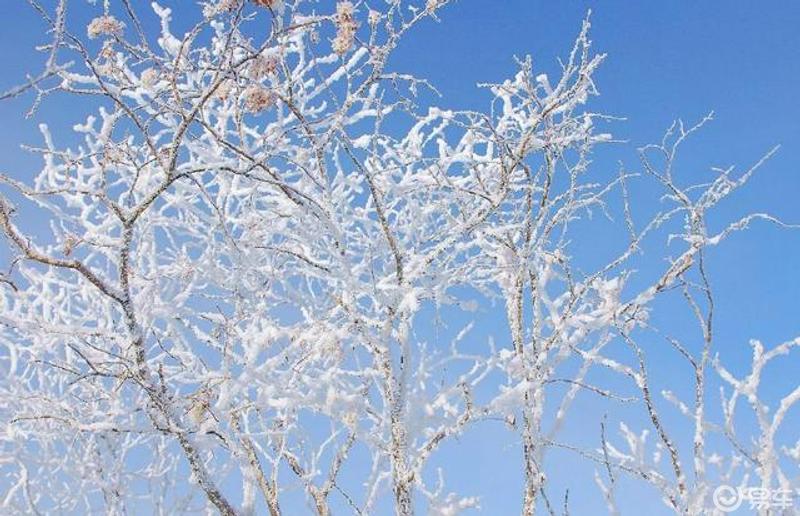 当雪花落满树枝