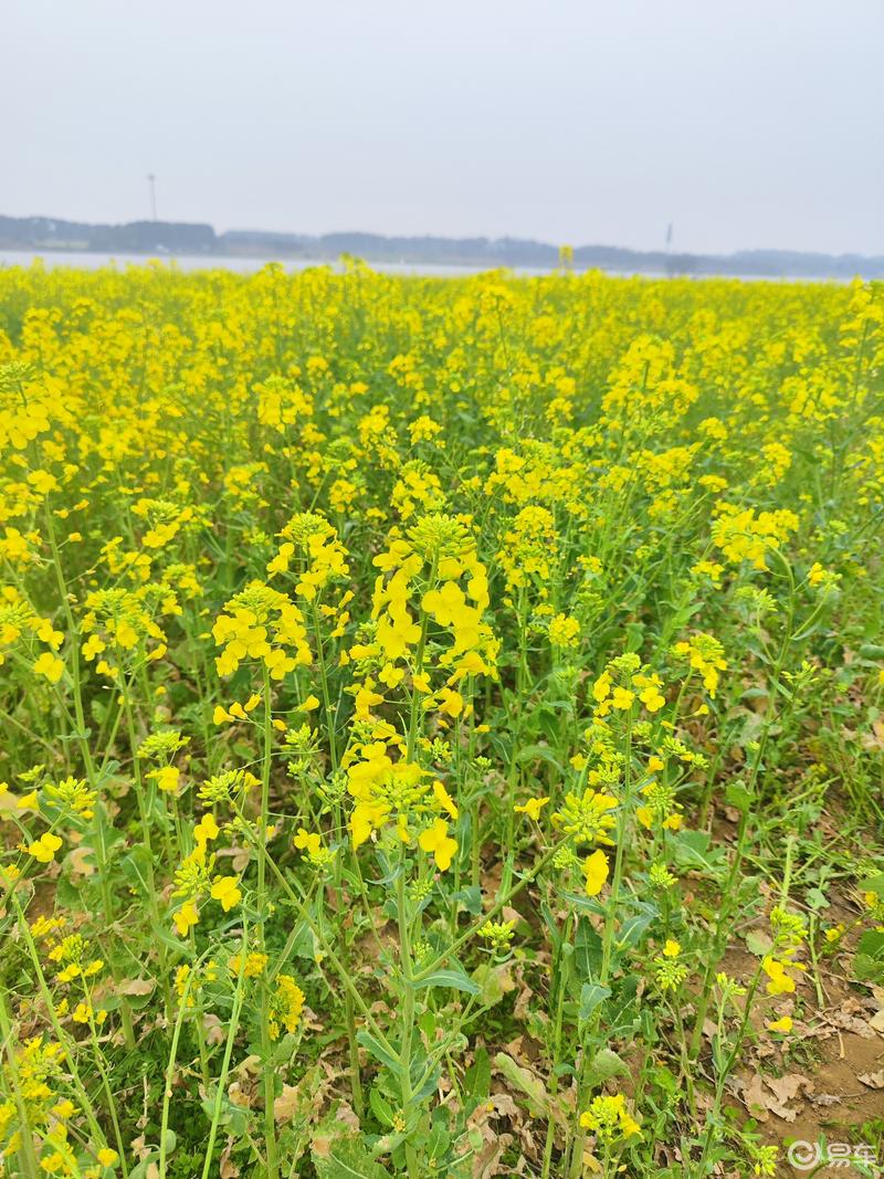 开ax7去梁子湖大道赏油菜花