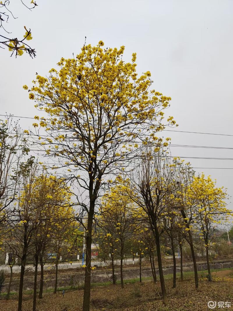 踏春之行启辰vx6邂逅家乡的黄花风铃木!