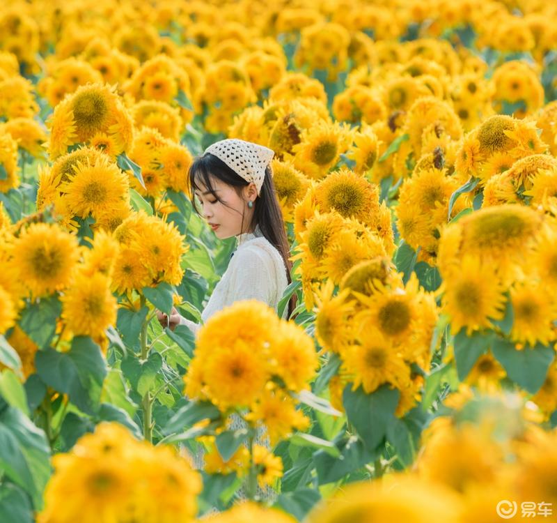 畅游春日