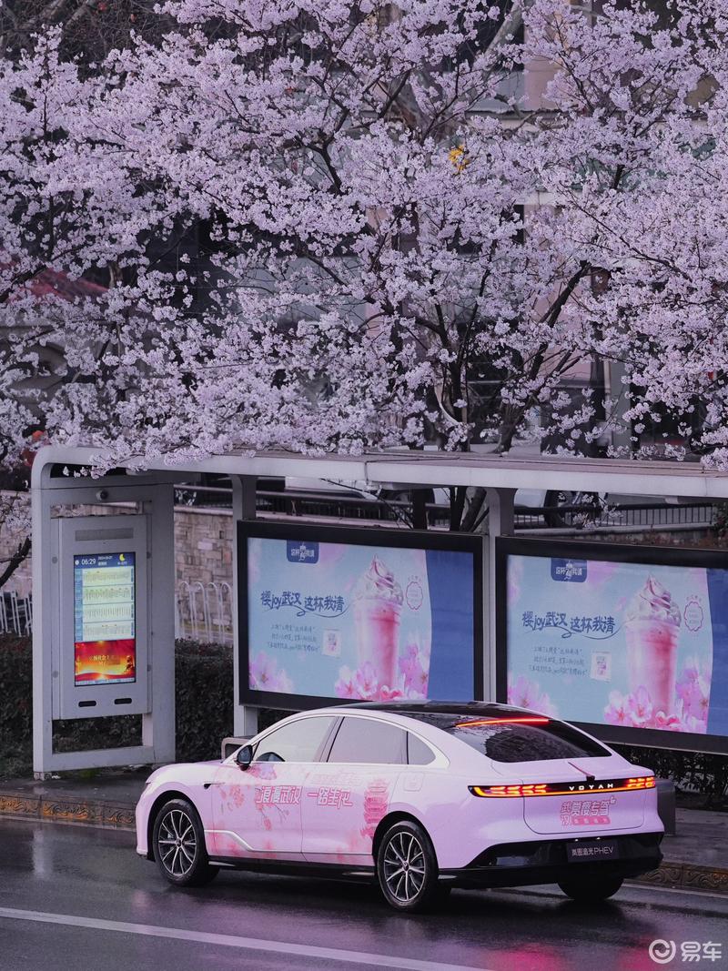 就靠追光樱花车带我打卡看樱花_岚图追光社区_易车社区
