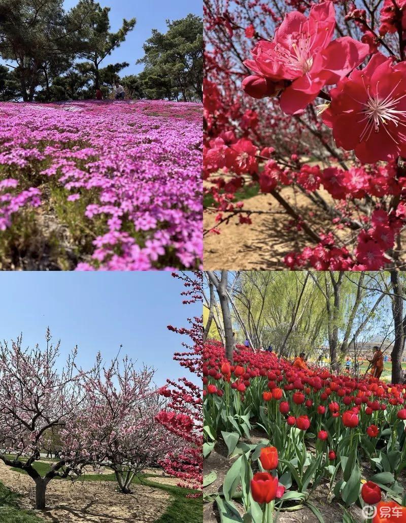 自驾长安unik游玩 大连英歌石植物园_长安uni-k社区_易车社区