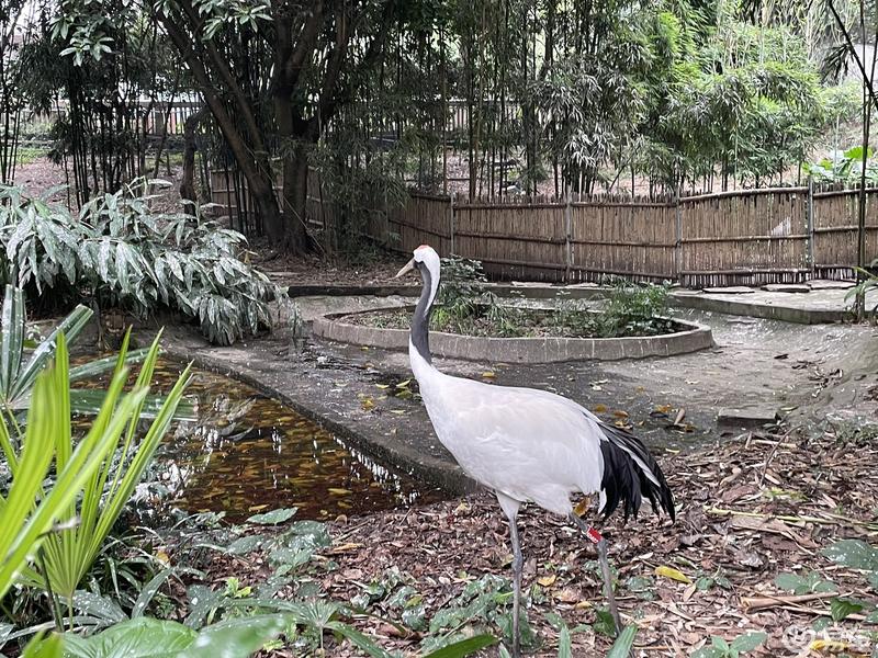 深蓝两周年之重庆动物园打卡_深蓝sl03社区_易车社区