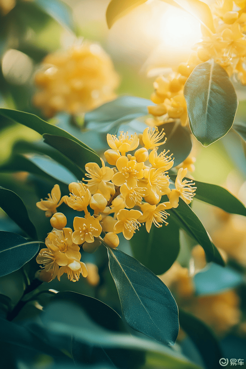 优雅的桂花树